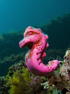 A very special seahorse ( HIPPOCAMPUS PLASTICUS) :)

Fu... by Roland Bach 